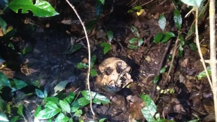 Tengkorak kepala manusia ditemukan di hutan OKU