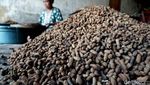 Tradisional Produksi Kacang Gorengan Pasir di Jombang Laris Manis
