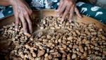 Tradisional Produksi Kacang Gorengan Pasir di Jombang Laris Manis