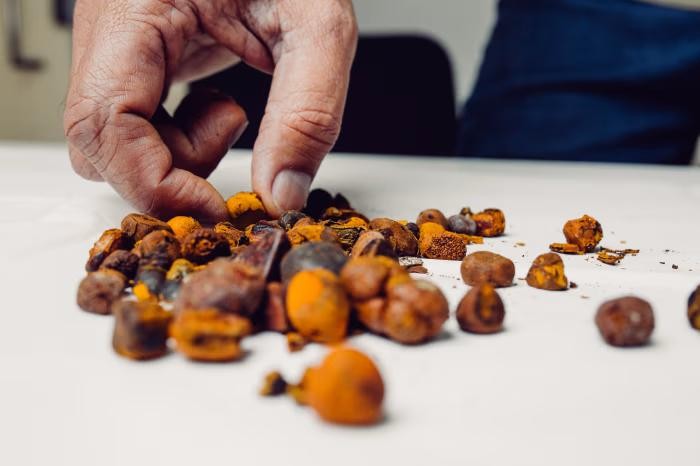 Batu Empedu Sapi Jadi Rebutan, Nilainya Kini Melampaui Emas!