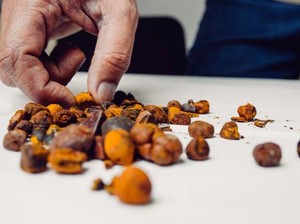 Batu Empedu Sapi Jadi Rebutan, Nilainya Kini Melampaui Emas!