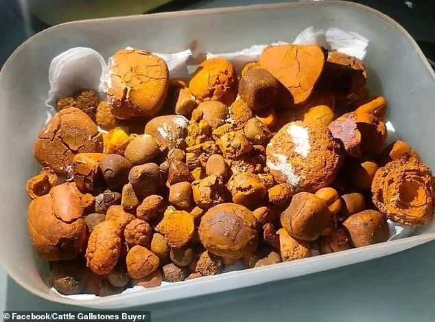 Batu Empedu Sapi Jadi Rebutan, Nilainya Kini Melampaui Emas!