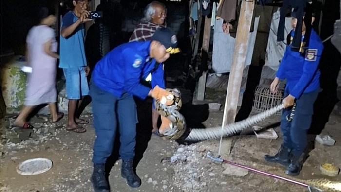 Evakuasi ular di Sukoharjo.