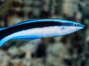 Ikan Dokter, Si Kecil Pembersih Mulut Predator dan Laut