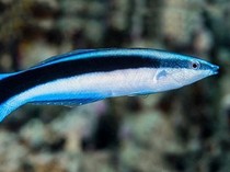 Ikan Dokter, Si Kecil Pembersih Mulut Predator dan Laut