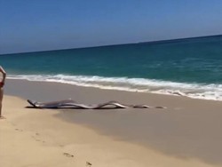 Dua Ikan Tanda Kiamat Muncul ke Pantai Meksiko, Bikin Geger