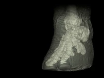 Hewan Besar Ini Ternyata Jalannya Jinjit, Kok Bisa?