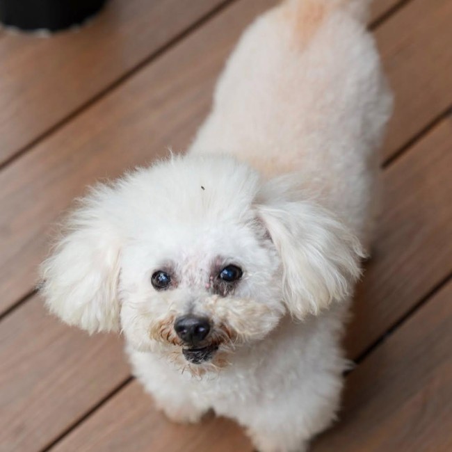 Maia Estianty Berduka Penjaga Rumahnya yang Paling Setia Mati