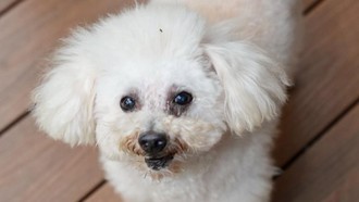 Maia Estianty Berduka Penjaga Rumahnya yang Paling Setia Mati