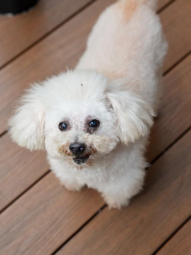 Maia Estianty Berduka Penjaga Rumahnya yang Paling Setia Mati