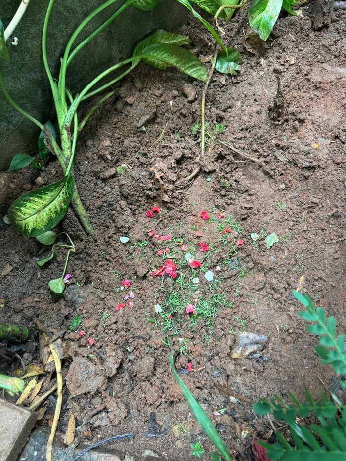 Maia Estianty sedih anjing kesayangan mati.