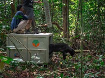 Sempat Terjerat Berbulan-bulan, Beruang Madu Azim Kembali ke Hutan Ketapang