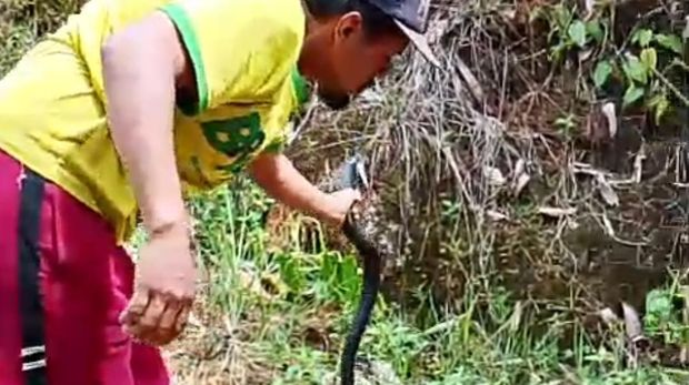 Pria bernama Kadir memegang bangkai ular kobra yang menggigit istrinya di Sinjai. Pria bernama Kadir memegang bangkai ular kobra yang menggigit istrinya di Sinjai.