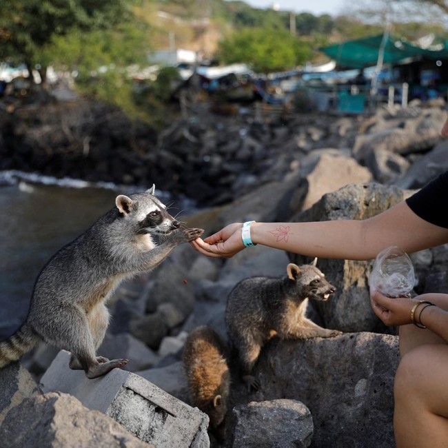 Rakun Liar Jadi Daya Tarik Wisata di Dermaga Nelayan Acajutla