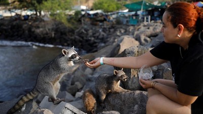 Rakun Liar Jadi Daya Tarik Wisata di Dermaga Nelayan Acajutla