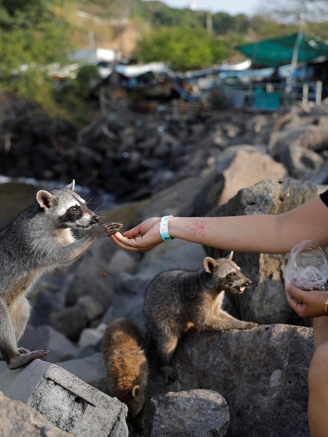 Rakun Liar Jadi Daya Tarik Wisata di Dermaga Nelayan Acajutla