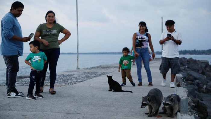 A child feeds raccoons living at the Artisanal Fisherman's with pet food in Acajutla, El Salvador, March 11, 2026. REUTERS/Jose Cabezas