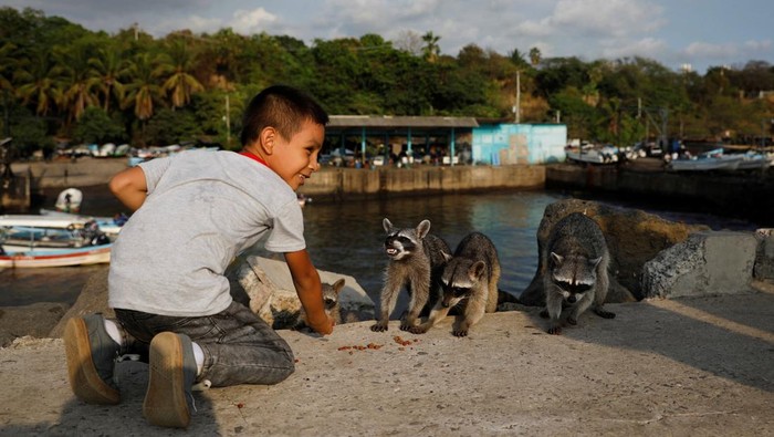 A child feeds raccoons living at the Artisanal Fisherman's with pet food in Acajutla, El Salvador, March 11, 2026. REUTERS/Jose Cabezas