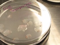 Peneliti Kembangkan Kornea Buatan dari Ikan Mas