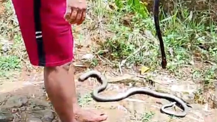 Ular yang mengigit ibu di Sinjai mati ditebas dan bagian tubuhnya dipotong.
