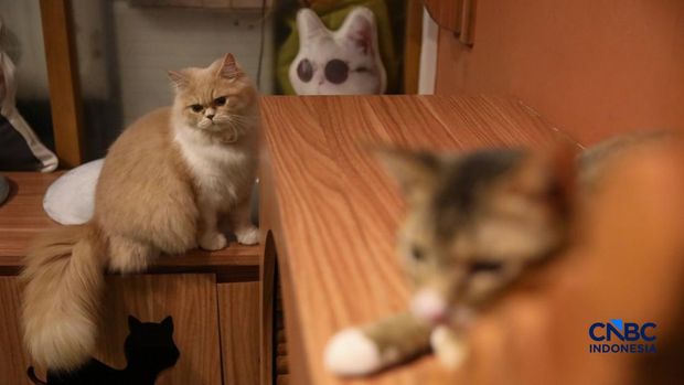 Cat Sitter merawat kucing peliharaan yang dititipkan di Arnamir Cat Hotel Cikajang, Jakarta, Jumat (13/3/2026). (CNBC Indonesia/Faisal Rahman)