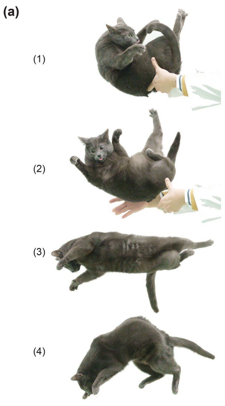 Sekuens yang menggambarkan cara kucing yang jatuh mendarat sempurna di kakinya.