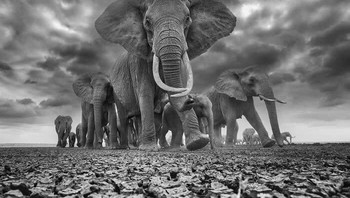 Juara kedua kategori Black and White. Karya Christopher Fallows Foto: HIPA Awards