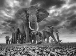 Foto Terbaik HIPA Awards 2026, Karya Para Juara Bikin Takjub Dunia