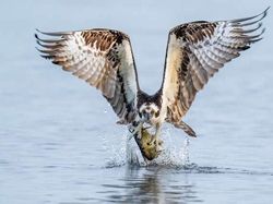 Foto Terbaik HIPA Awards 2026, Karya Para Juara Bikin Takjub Dunia