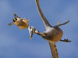 Foto Terbaik HIPA Awards 2026, Karya Para Juara Bikin Takjub Dunia