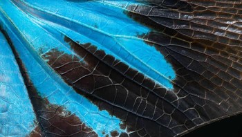 Juara 3 Portfoloo: Wings Of Wonder Karya Ammar Alsayed Ahmed. Di bawah pembesaran, sayap serangga mengungkapkan alam semesta tersembunyi di mana keindahan alam terungkap dalam detail yang menakjubkan. Diabadikan dengan presisi dan kesabaran, setiap bingkai mengubah fragmen kecil dunia serangga menjadi tontonan cahaya, warna, dan geometri. Foto: HIPA Awards