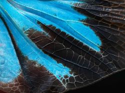 Foto Terbaik HIPA Awards 2026, Karya Para Juara Bikin Takjub Dunia