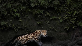 Juara satu kategori Warna diraih Karine Aigner. Di Taman Nasional Yasuni, seekor jaguar jantan yang gagah berkeliaran di antara genangan lumpur di kedalaman hutan Amazon yang rimbun, cakarnya yang berlumpur meninggalkan jejak lembut di tepian yang berlumut. Dalam suasana lembap dan remang-remang, bulu jaguar yang berbintik-bintik berkilauan di antara bebatuan terjal dan air dangkal yang beriak. Bahkan dari jarak lebih dari 30 meter, tatapannya yang tajam menimbulkan kekaguman, sebuah penampilan publik yang langka sebelum diam-diam kembali ke hutan lebat. Foto: HIPA Awards