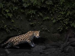 Foto Terbaik HIPA Awards 2026, Karya Para Juara Bikin Takjub Dunia