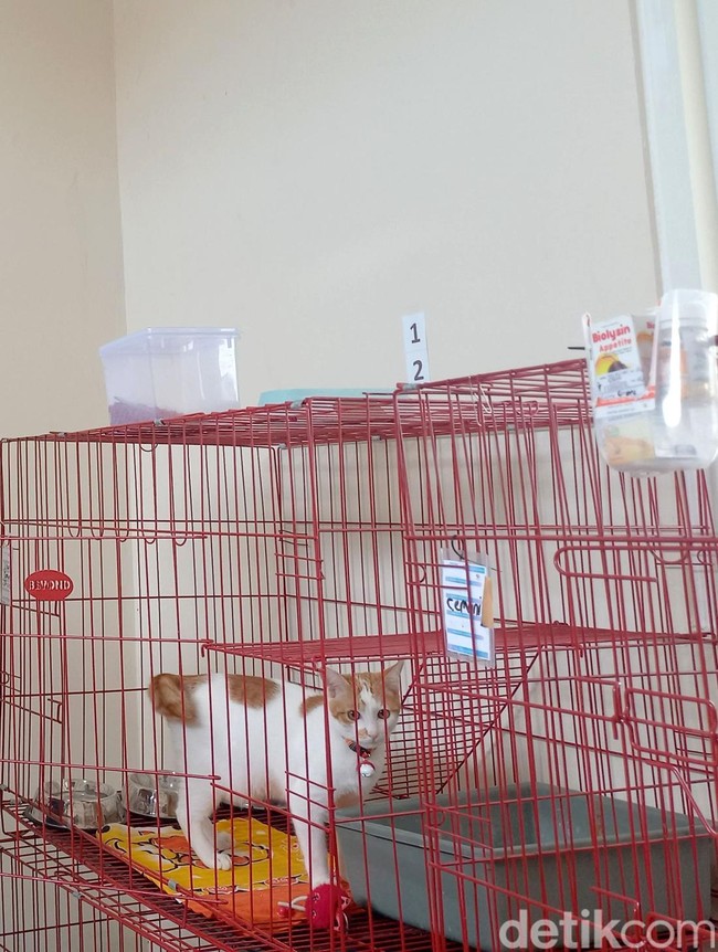 Foto : Jelang Lebaran Warga Surabaya Ramai Titipkan Kucing di Puskeswan