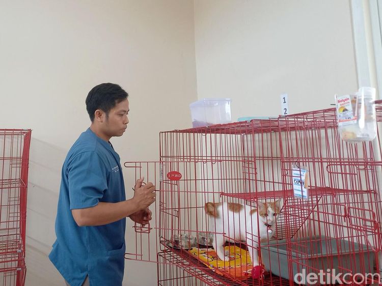 Foto: Jelang Lebaran Warga Surabaya Ramai Titipkan Kucing di Puskeswan