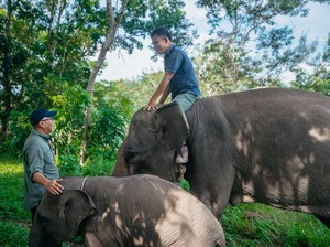 Prabowo Siapkan Rp 839 M untuk Way Kambas, Gubernur Lampung Apresiasi