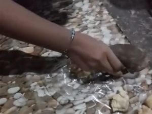 Siomay MBG Mojorembun Nganjuk Keras Seperti Batu