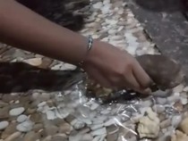 Siomay MBG Mojorembun Nganjuk Keras Seperti Batu
