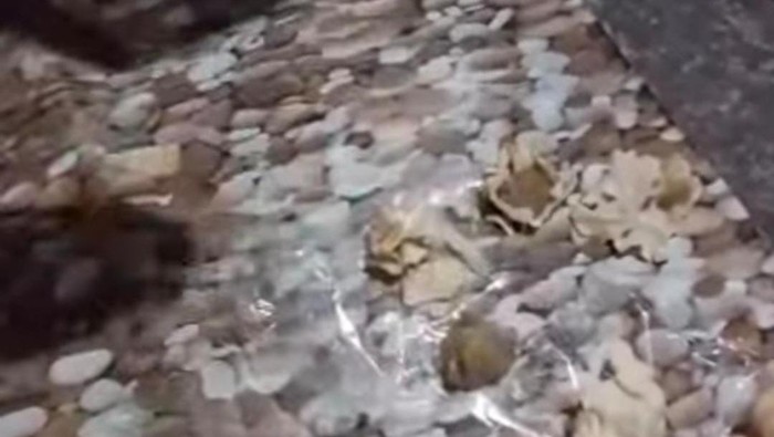 MBG siomay di Nganjuk yang keras seperti batu