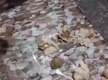 Viral Siomay MBG di Nganjuk Keras Seperti Batu, SPPG Minta Maaf