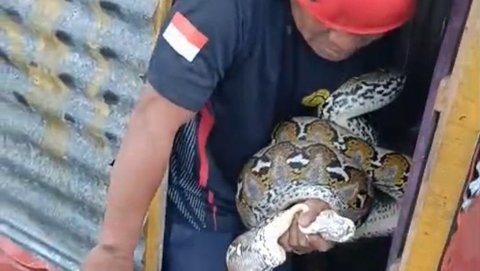 Personel Damkar mengevakuasi ular piton 6 meter yang memangsa ayam warga di Parepare.