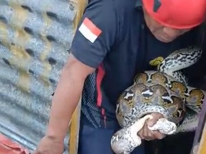 Ular Piton 2,5 Meter di Parepare Mangsa 6 Ayam Dalam Kandang