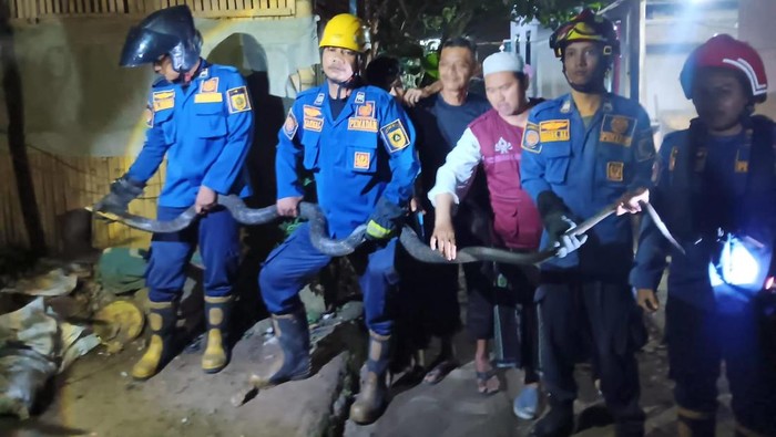 King Kobra 4 Meter Muncul di Pot Rumah, Warga Bogor Berteriak! --}}