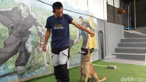 I Wayan Suardana memperagakan saat melatih salah satu anjing di Bali Elite K9, Gianyar, Minggu (15/3/2026). (Foto: Aryo Mahendro/detikBali)