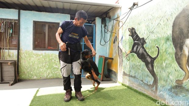 I Wayan Suardana memperagakan saat melatih salah satu anjing di Bali Elite K9, Gianyar, Minggu (15/3/2026). (Foto: Aryo Mahendro/)