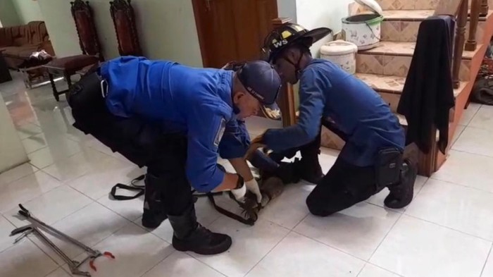 Petugas Damkar saat mengevakuasi biawak dari rumah warga