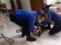 Teror Biawak yang Bersarang di Atap Rumah Warga Kuningan