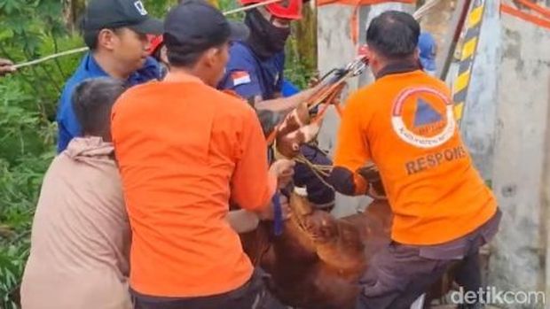 Petugas Damkar, TRC BPBD, dan warga mengevakuasi sapi tercebur sumur di Boyolali, Minggu (15/3/2026). Petugas Damkar, TRC BPBD, dan warga mengevakuasi sapi tercebur sumur di Boyolali, Minggu (15/3/2026).