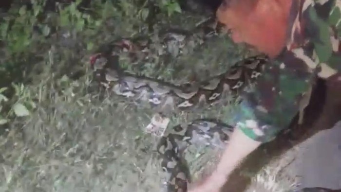 Seekor ular piton dengan panjang sekitar 7 meter muncul di jalanan di Kabupaten Muna Barat, Sulawesi Tenggara (Sultra).